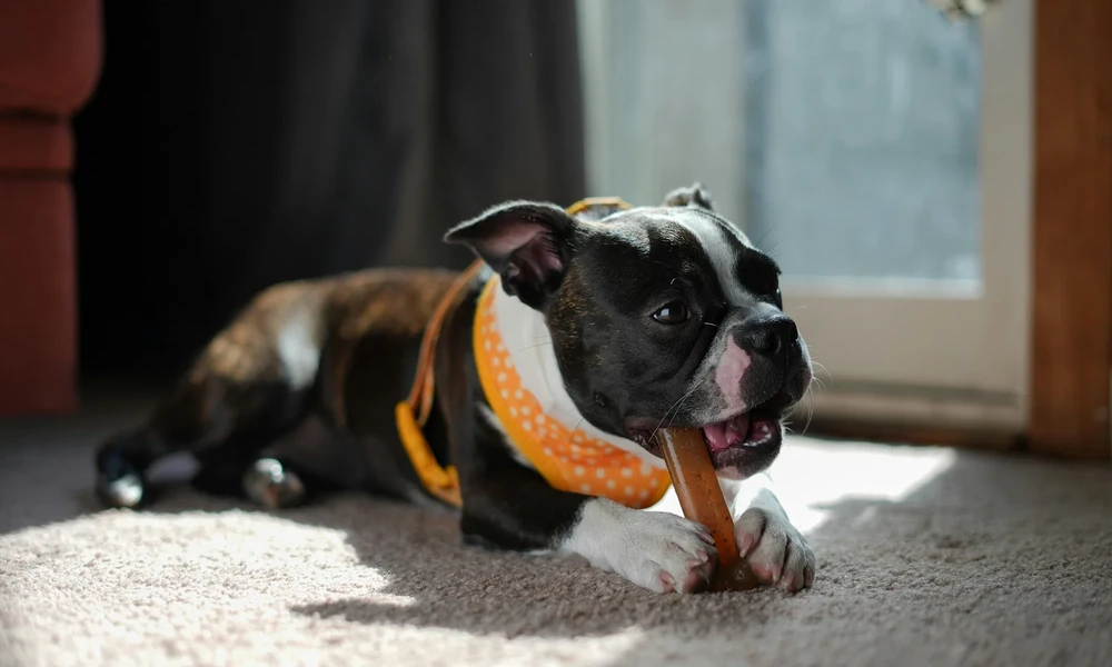 What Dog Food Brands Actually Prioritize Quality