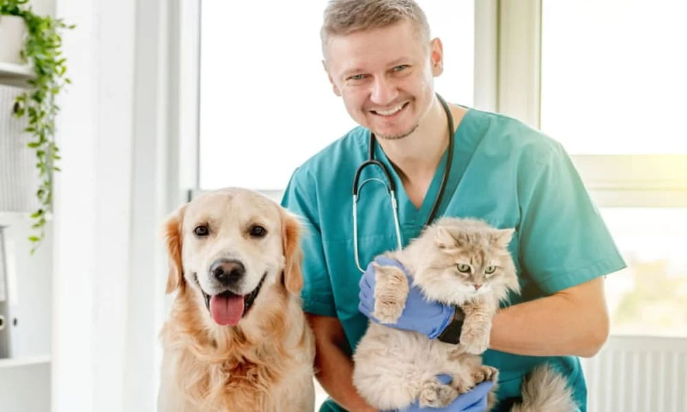 How Veterinary Hospitals Support Senior Pet Health