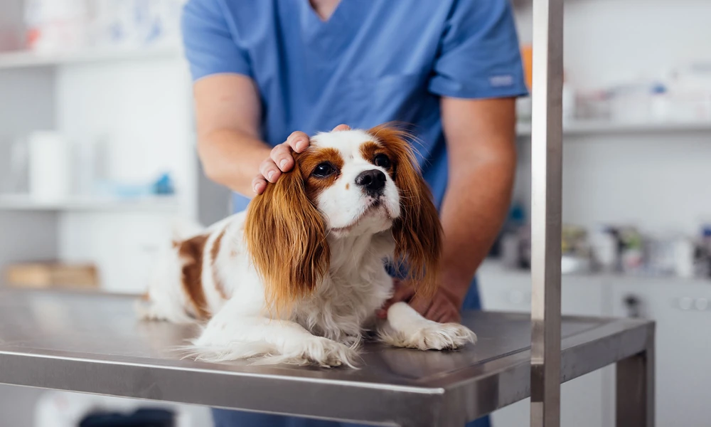 3 Benefits Of Choosing A Veterinary Hospital With 24/7 Services