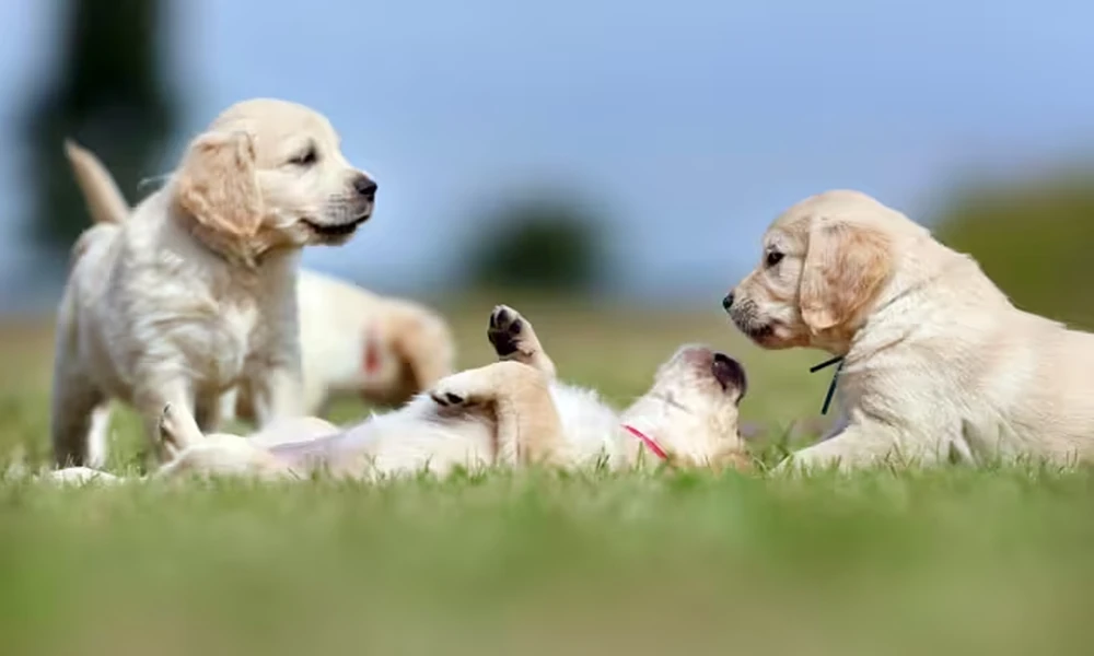 How Veterinary Clinics Evaluate Excessive Thirst And Urination In Pets