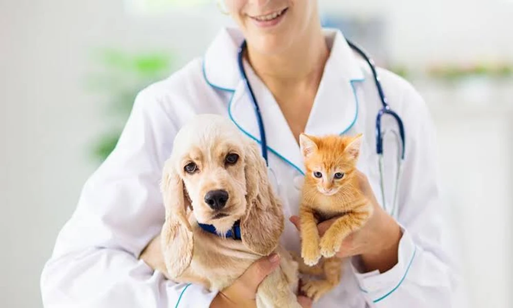 4 Signs A Pet’s Swelling Could Be An Abscess That Needs Veterinary Care